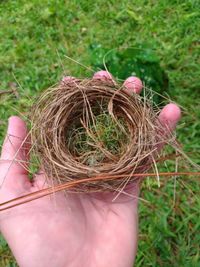 High angle view of hand holding bird