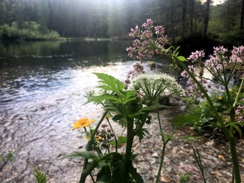 Close-up of fresh flower plants against water