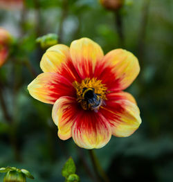 Close-up of flower blooming outdoors