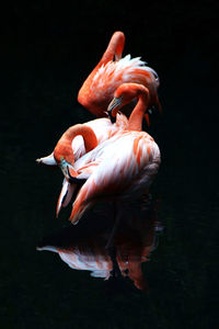 Flamingos at lakeshore