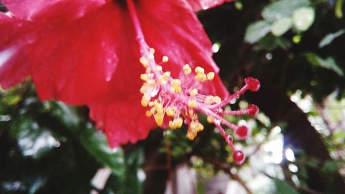 Close-up of red flowers