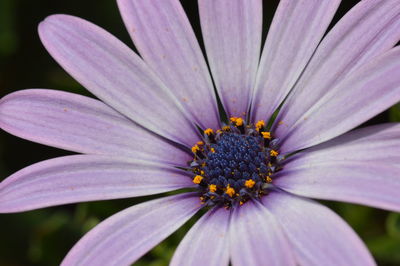 Close-up of purple flower