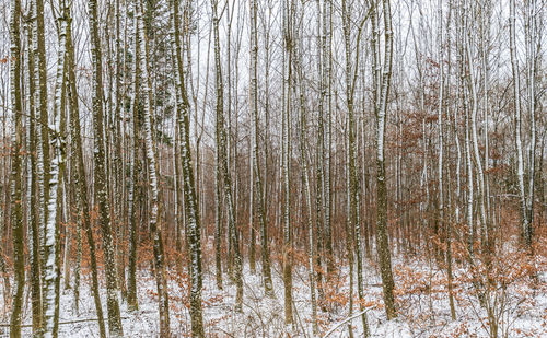 Bare trees in forest during winter