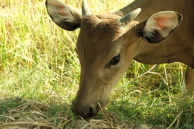 Close-up of deer on field