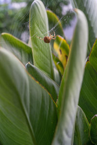 Close-up of insect on leaf