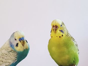 Close-up of two birds