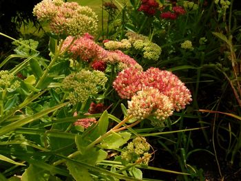 Close-up of pink flowers