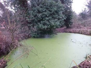 Scenic view of lake by trees