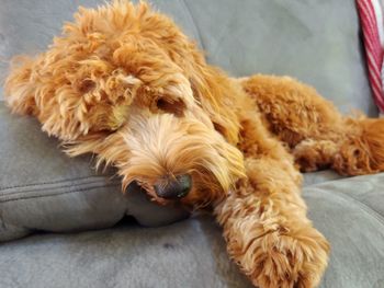 Close-up of dog sleeping at home