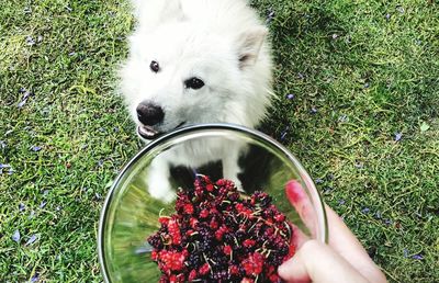 Cropped image of owner hand feeding berries to pomeranian