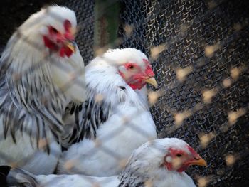 Close-up of rooster in cage