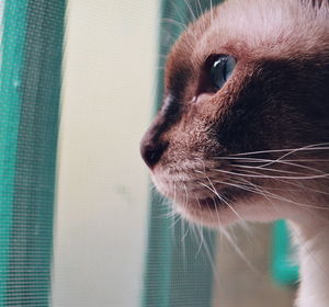Close-up of cat