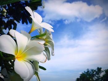 Low angle view of flowers blooming against clear sky