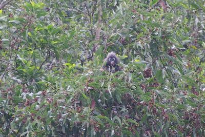 Low angle view of horse on tree