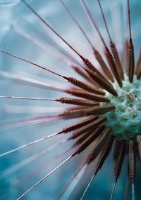 Beautiful dandelion flower plant in the nature, abstract background, autumn season