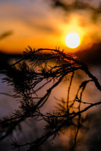 Close-up of silhouette plants against romantic sky at sunset