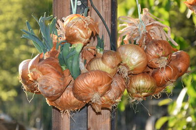 Close-up of onions hanging on wood