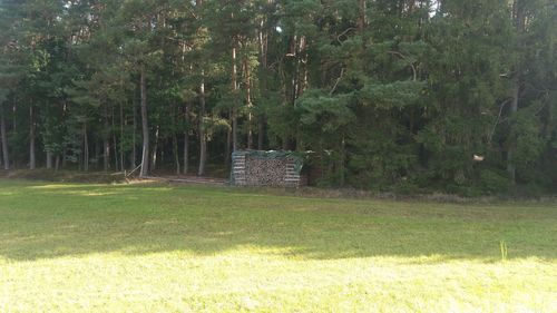 Trees on field in park