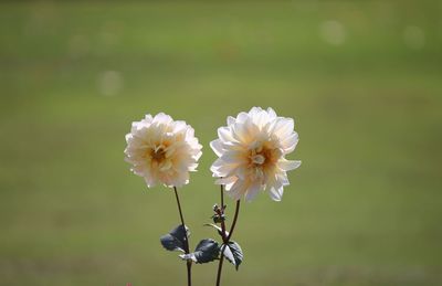 Close-up of flowers blooming outdoors