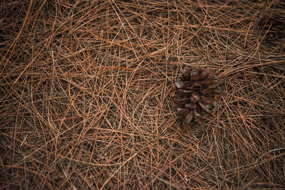 High angle view of dead plant on land