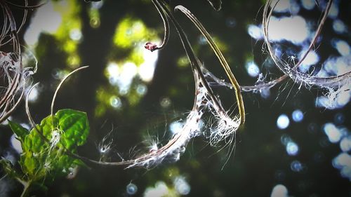 Close-up of spider on web