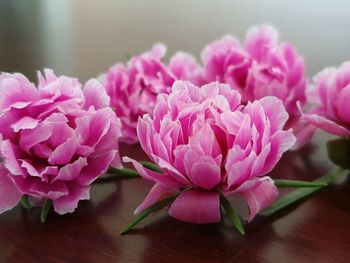 Close-up of pink flowers on table
