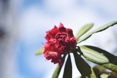 Close-up of pink flower