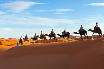 Camel caravan going through the sahara desert in morocco at sunset