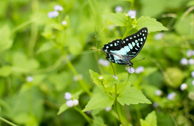 Butterfly on flower