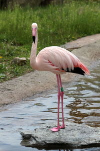 Bird in a lake