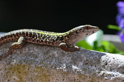 Close-up of lizard