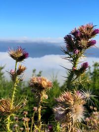 Close-up of thistle flowers on field against sky