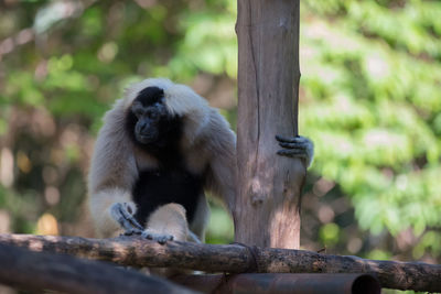 Monkey sitting on wood