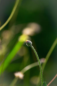 Close-up of insect on plant