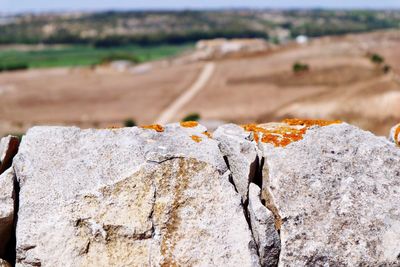 Close-up of landscape