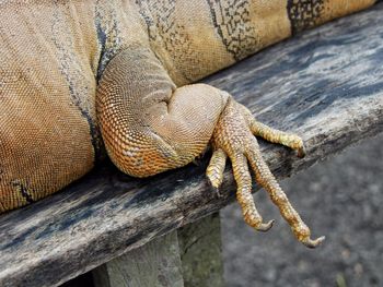 Close-up of lizard