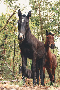 Portrait of a horse on field