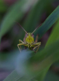 Close-up of grasshopper on plant