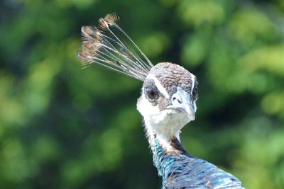 Close-up portrait of a bird against blurred background