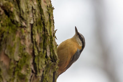 Close-up of bird perching on tree trunk