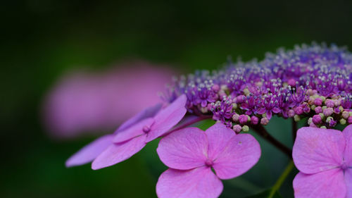 Close-up of pink flowers