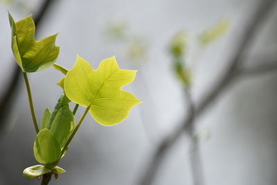 Close up of yellow flower