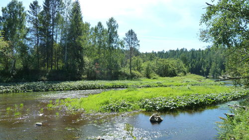 Scenic view of lake by trees against sky