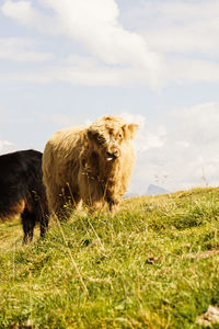 Sheep in a field