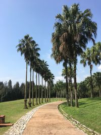 Palm trees on landscape against clear sky