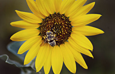 Close-up of yellow flower