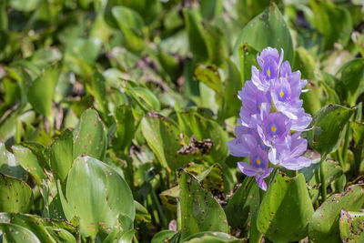 Close-up of purple flowering plants