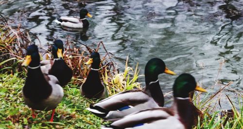 High angle view of ducks swimming in lake