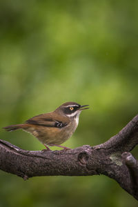 Close-up of bird perching on branch