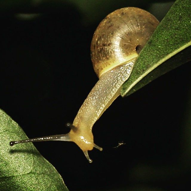 animal themes, one animal, animals in the wild, close-up, wildlife, nature, snail, side view, water, focus on foreground, no people, leaf, beauty in nature, full length, studio shot, green color, selective focus, natural pattern, outdoors, black background